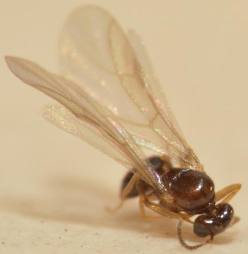 Plagiolepis sp.
